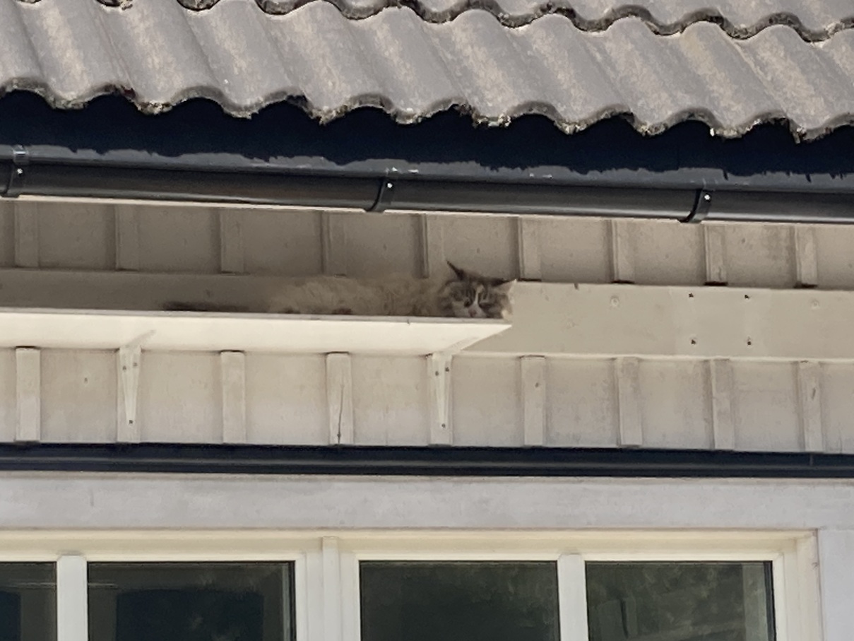 Katten vid huset
